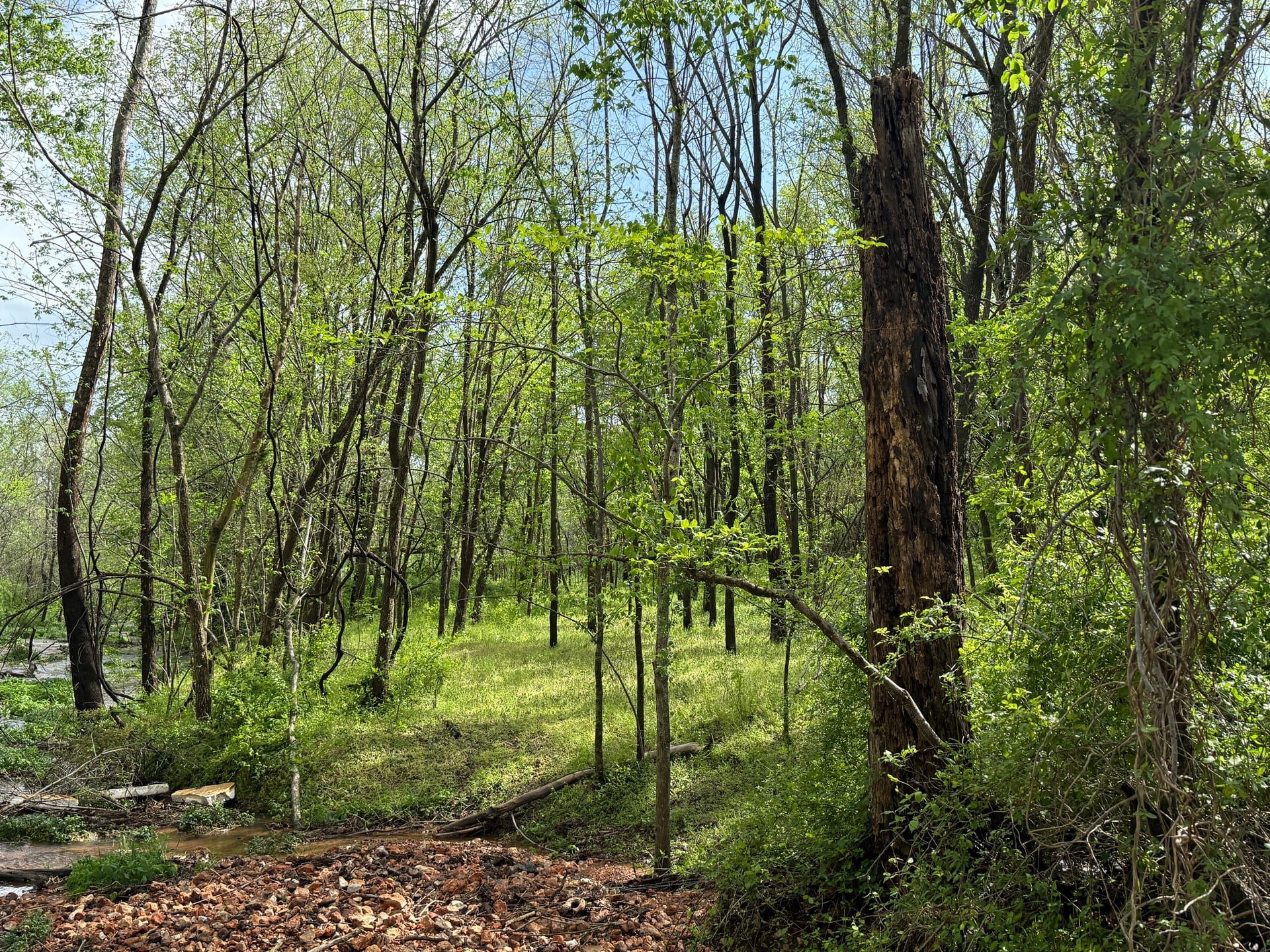 Forest canopy at Healing Springs Natural Area