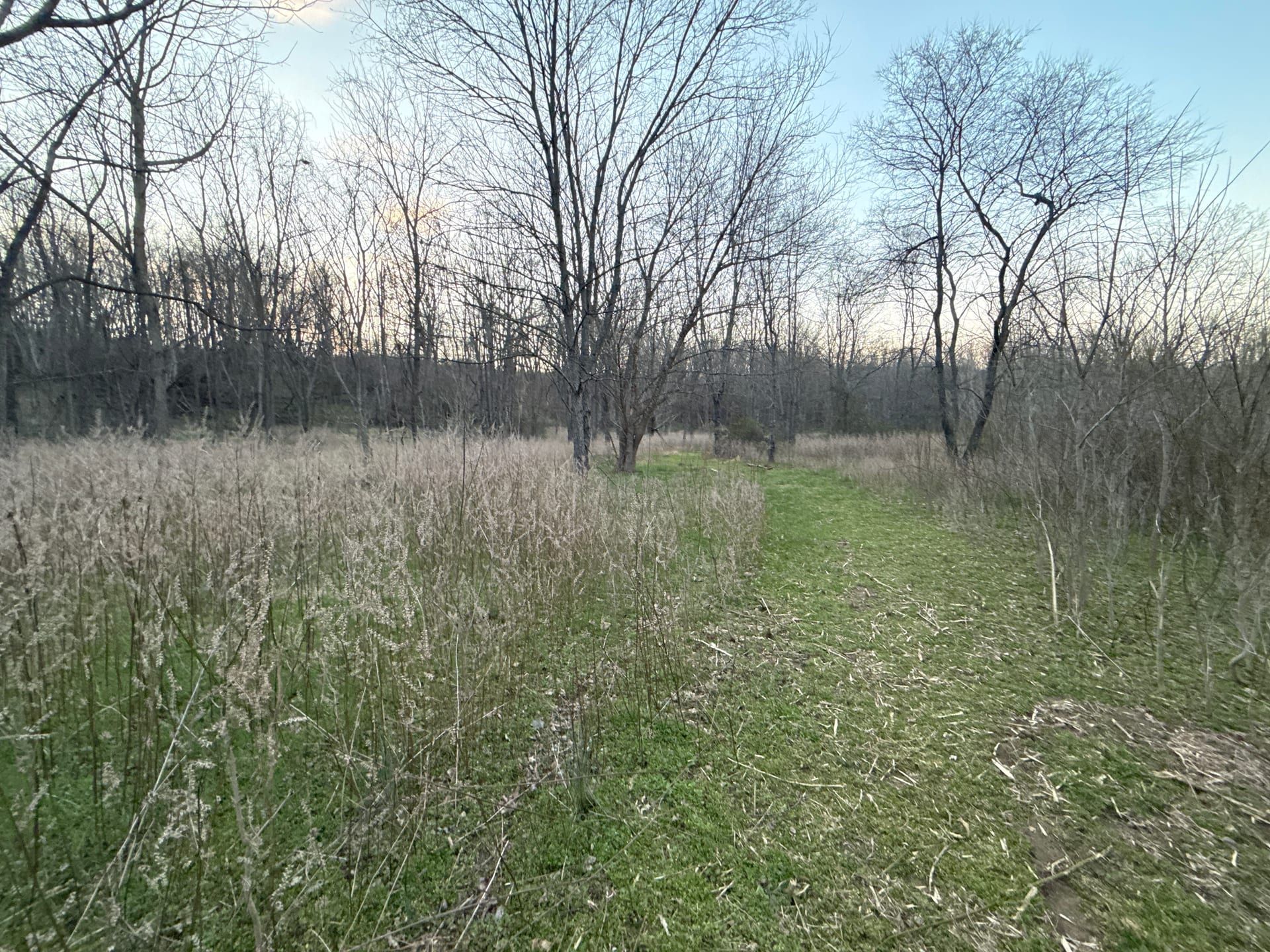 Grassy path through open woodland with leafless trees in early season
