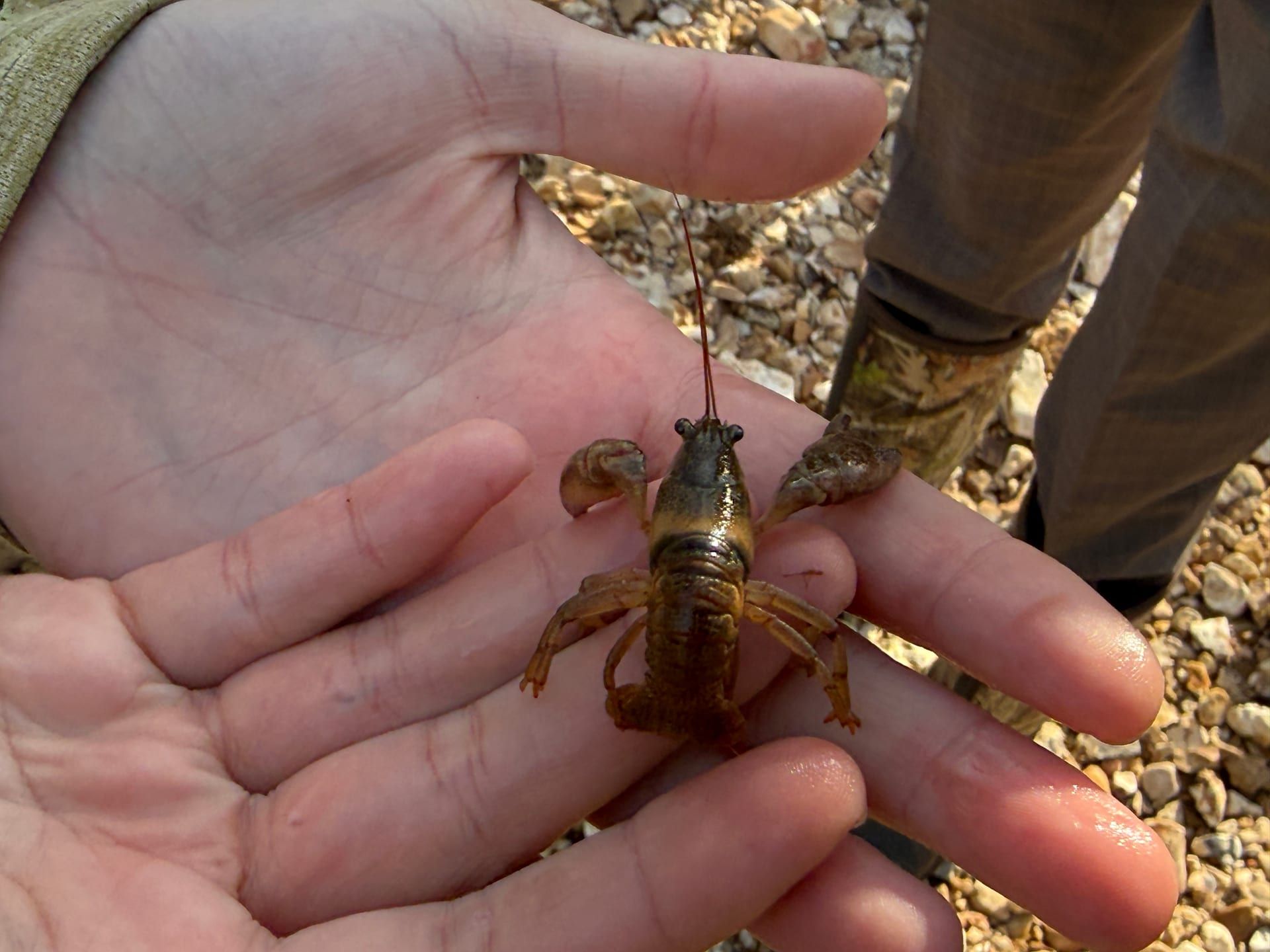 Crayfish in spring-fed stream habitat at Healing Springs Natural Area