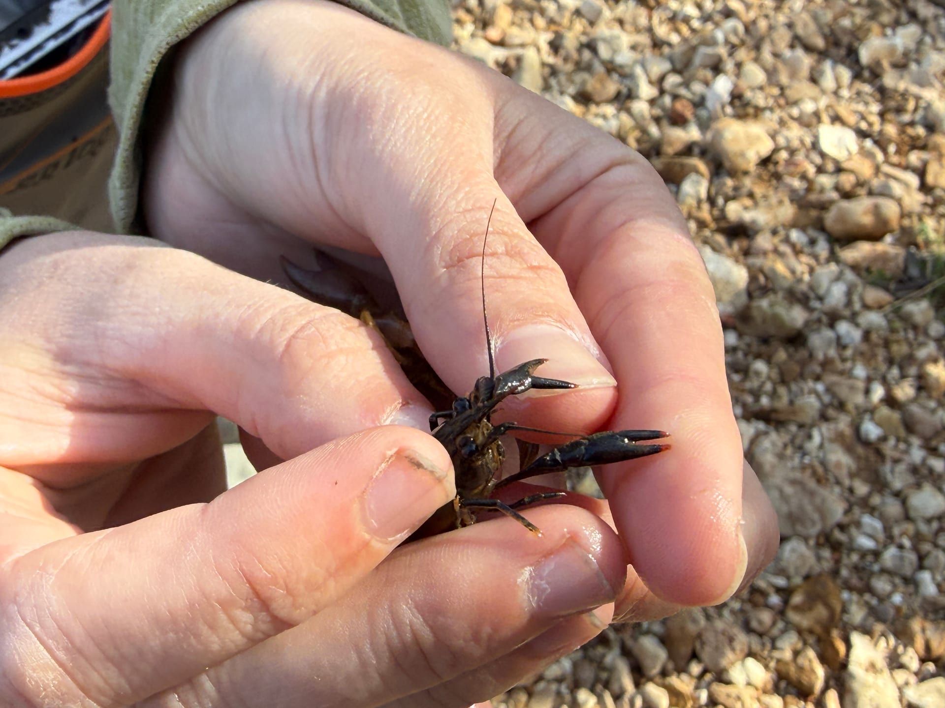 Close view of a crayfish held above spring-fed stream gravel