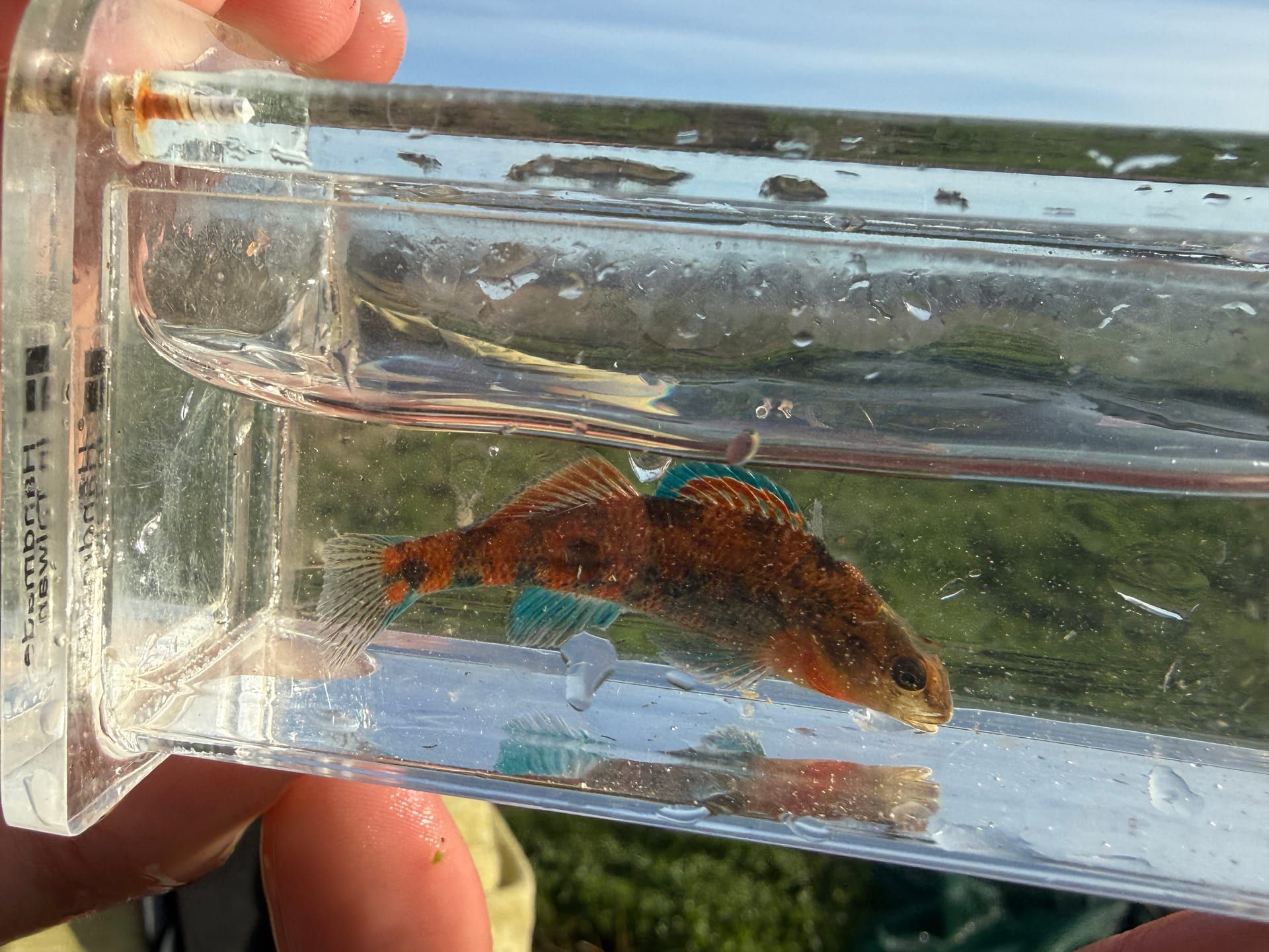 Native darter observed during a spring-fed stream survey at Healing Springs Natural Area