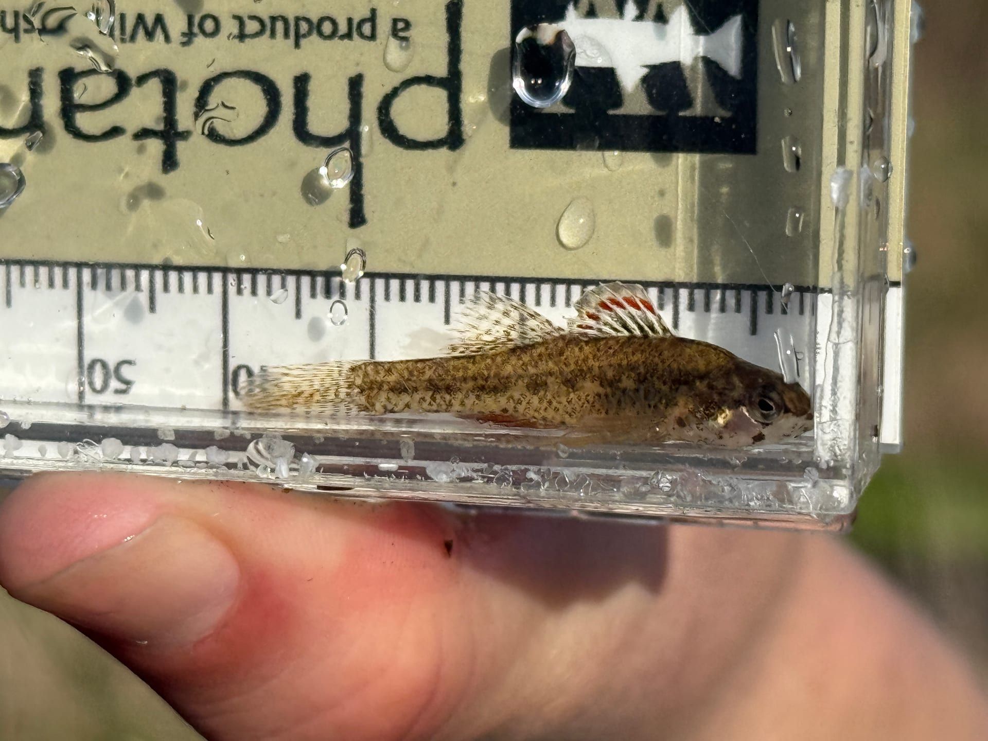 Small native fish measured in a field photarium during a spring-fed stream survey
