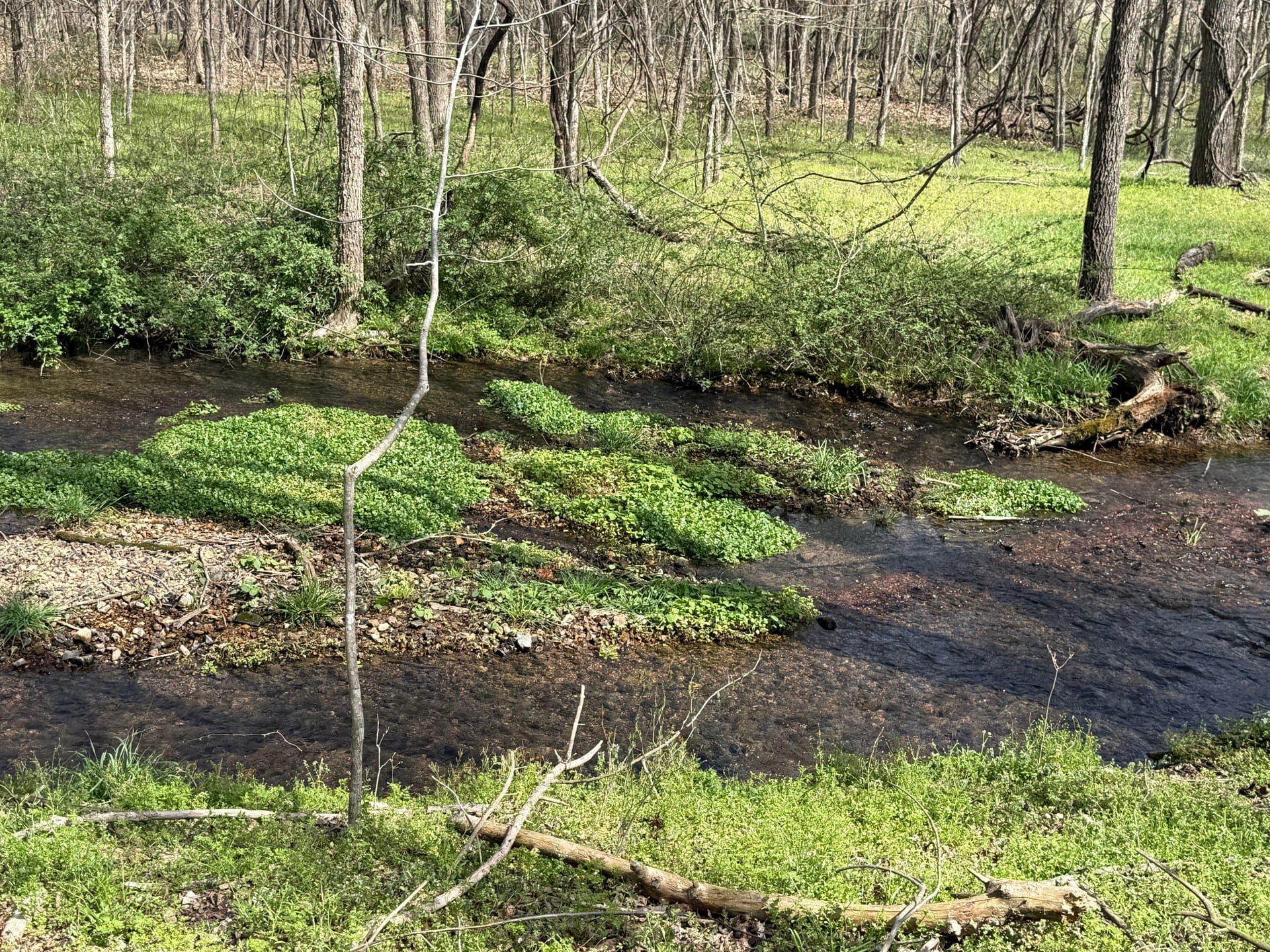 Clear spring-fed stream habitat at Healing Springs Natural Area