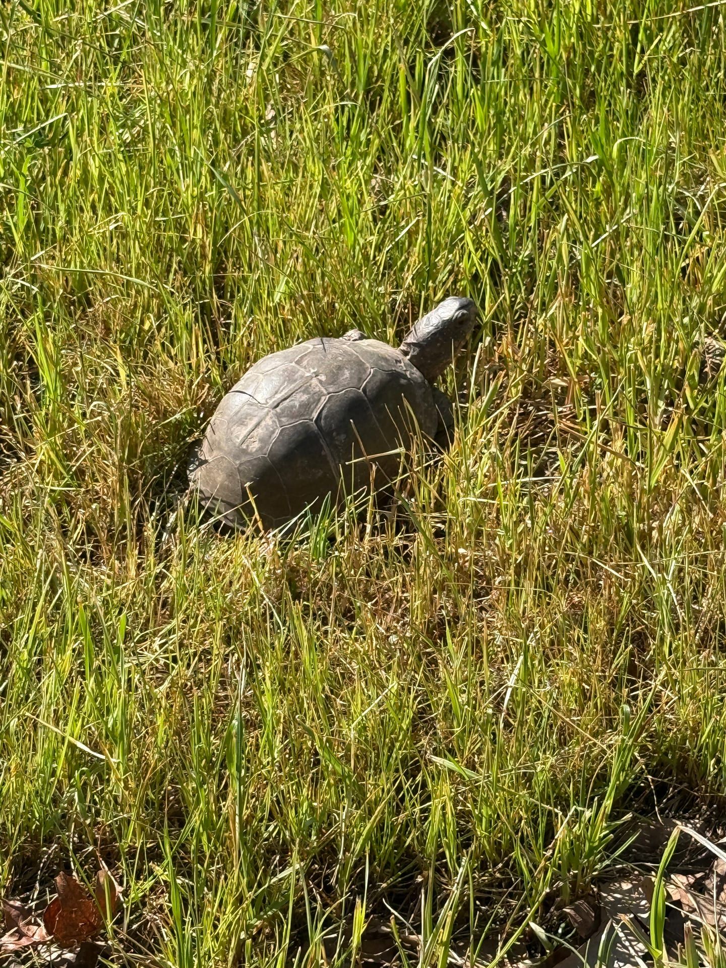 Turtle moving through tall sunlit grass