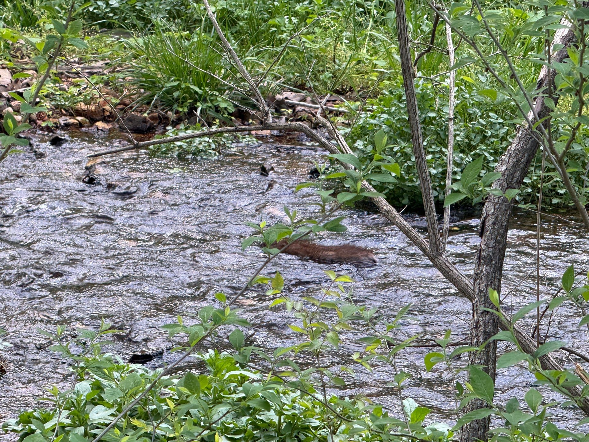 Beaver crossing a stream fed by Fulbright Spring at Healing Springs Natural Area