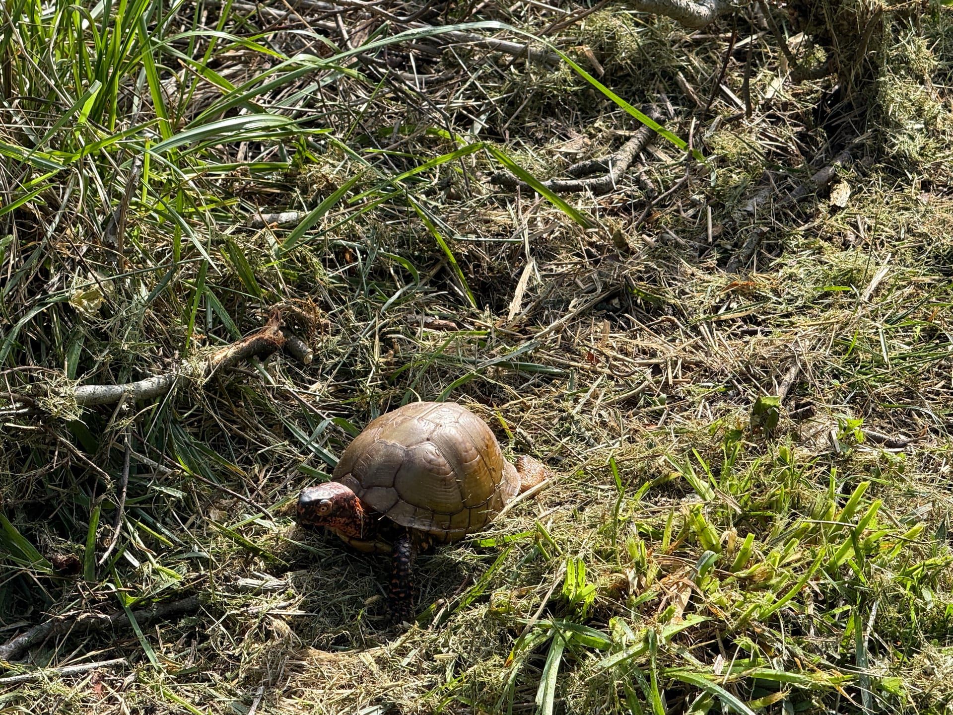 Eastern box turtle walking through grass at Healing Springs Natural Area
