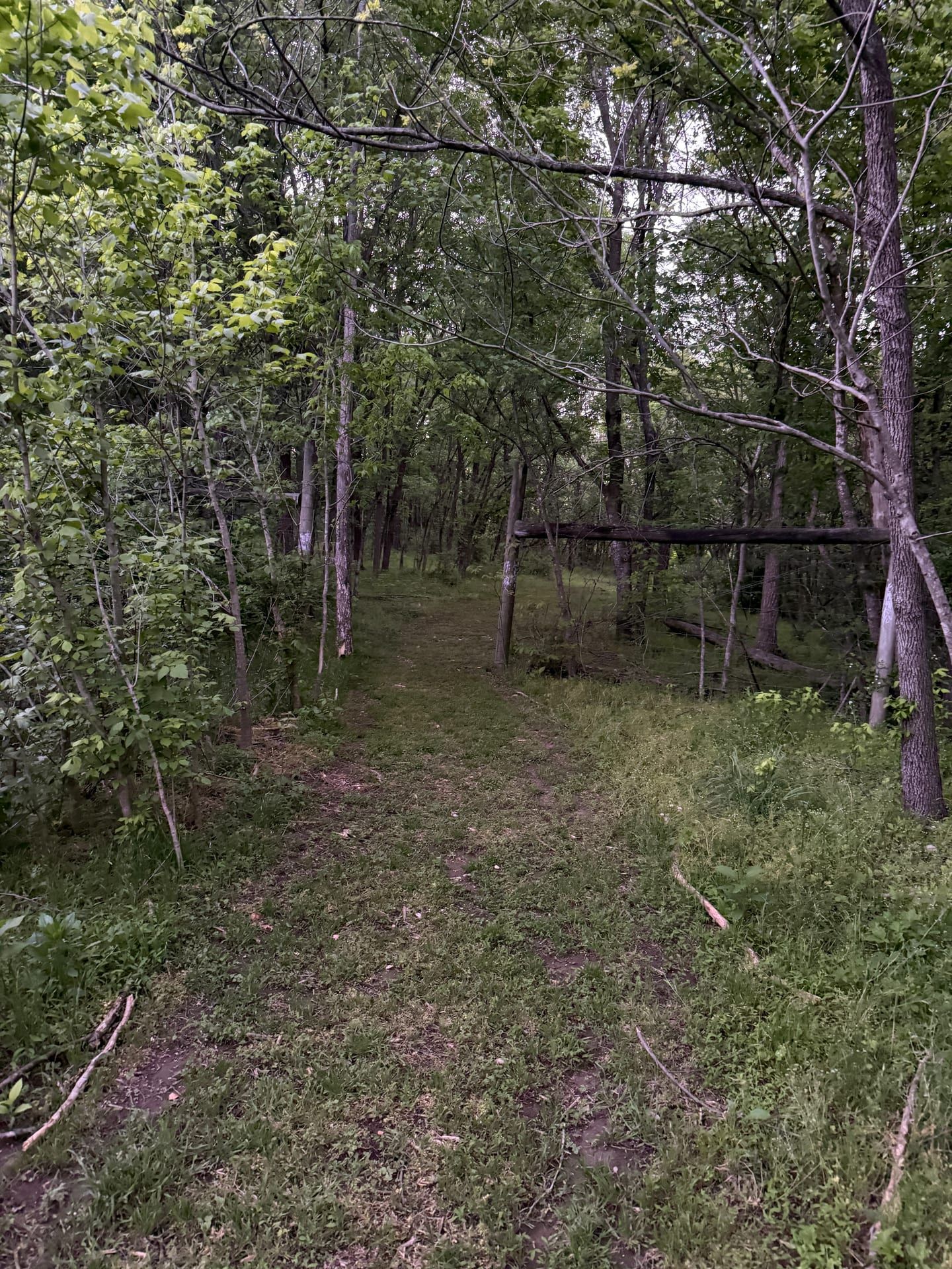 Grassy trail leading into forest through a rustic log archway