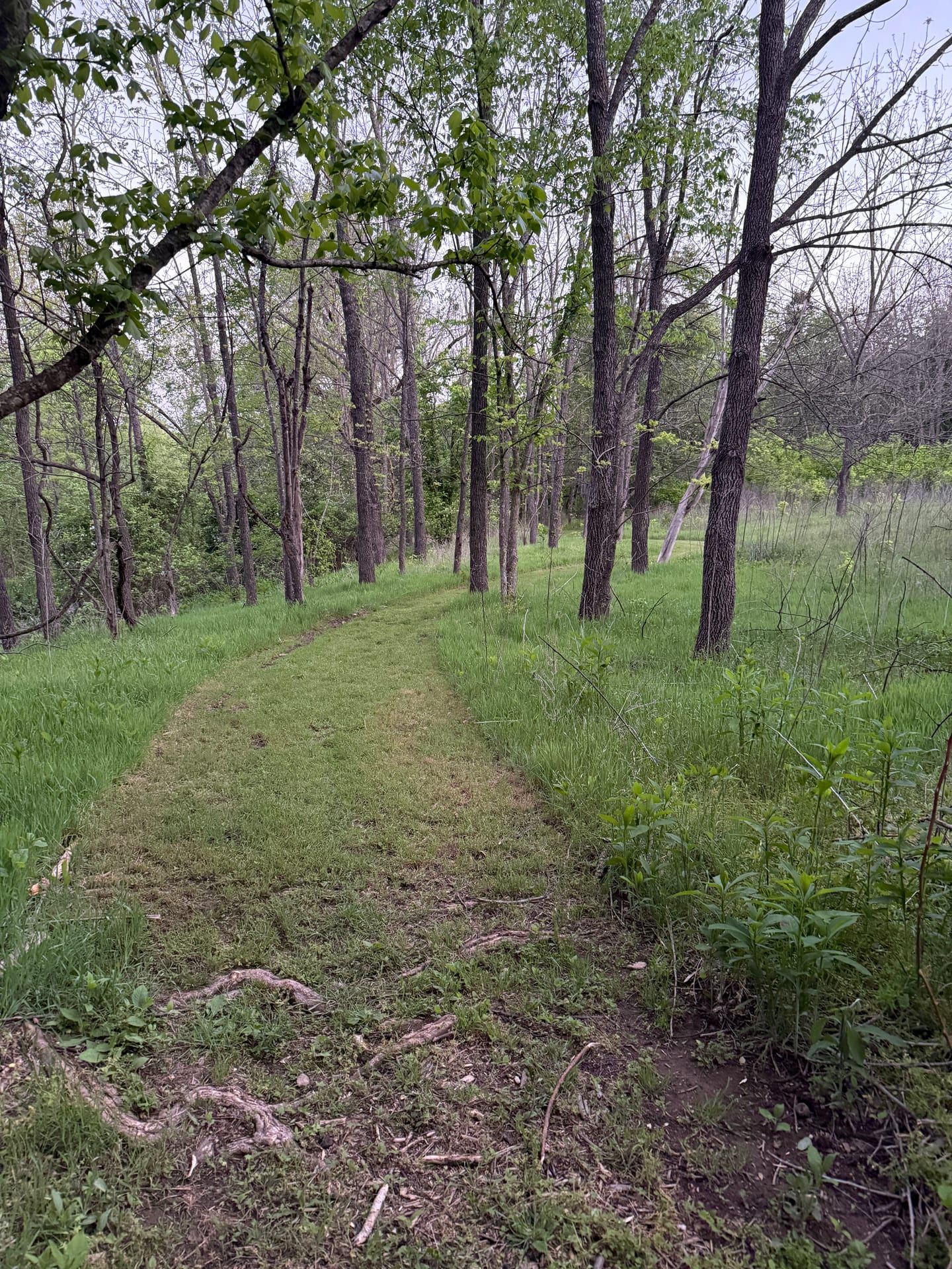 Mowed grass path winding through slender trees