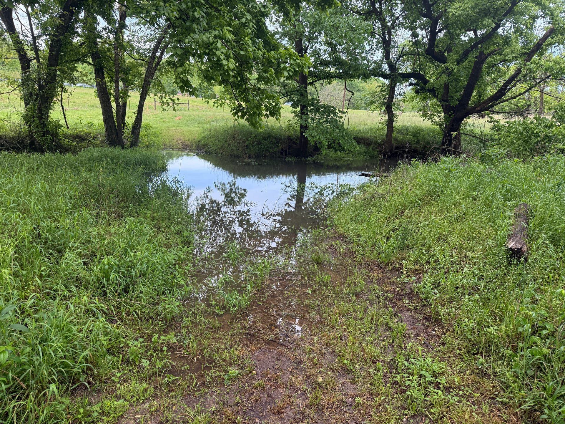 Grassy path leading to a spring-fed pond surrounded by trees