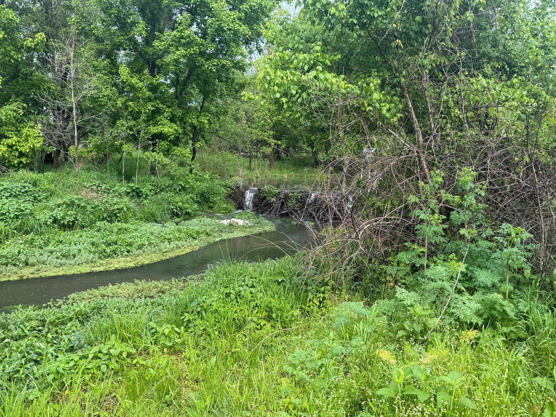 Spring-fed stream flowing over a natural woody dam in dense green forest