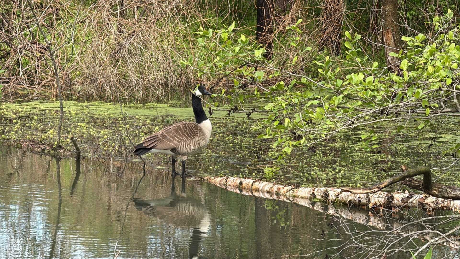 Canada goose standing on a log in duckweed-covered water