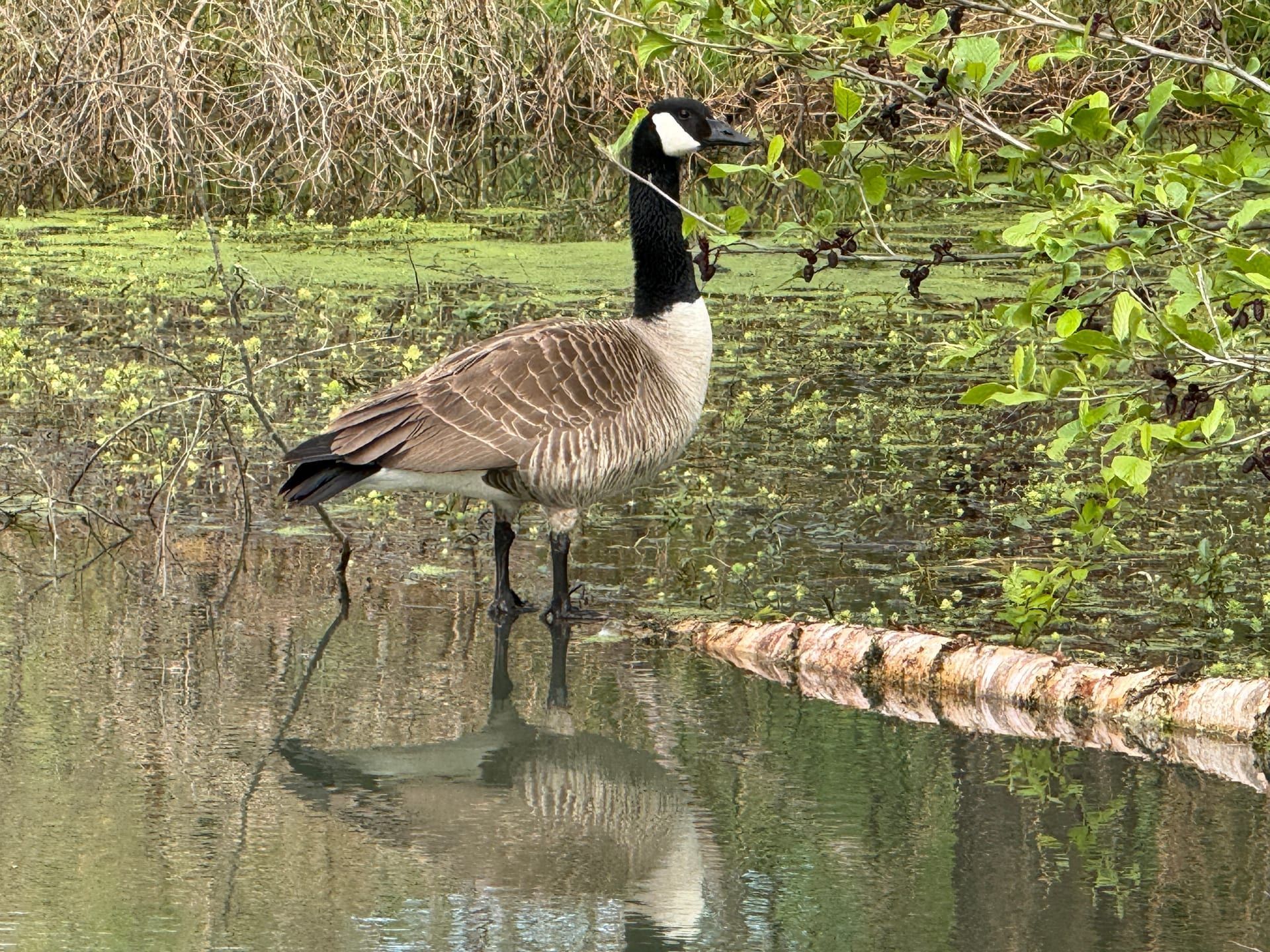 Canada goose standing in shallow pond with reflection