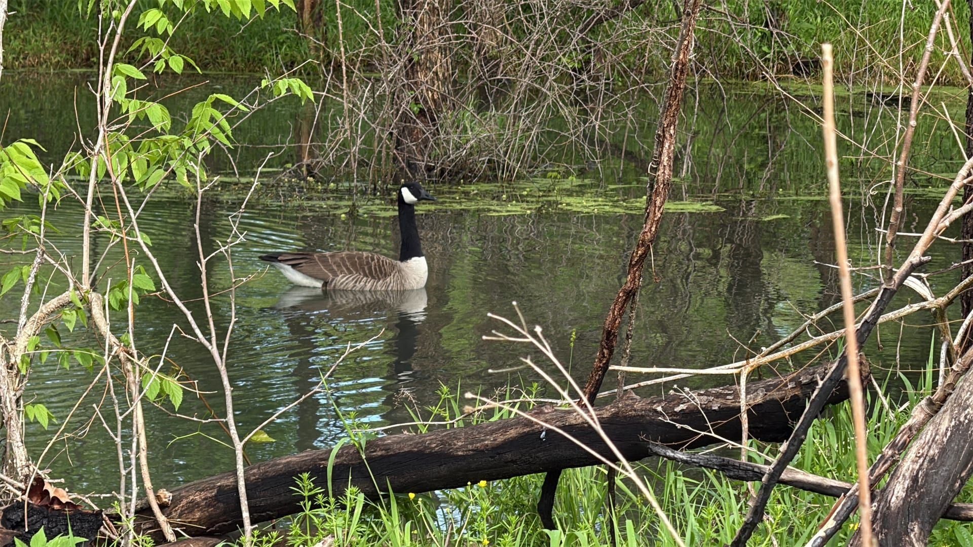 Canada goose swimming past a fallen log in a wooded pond
