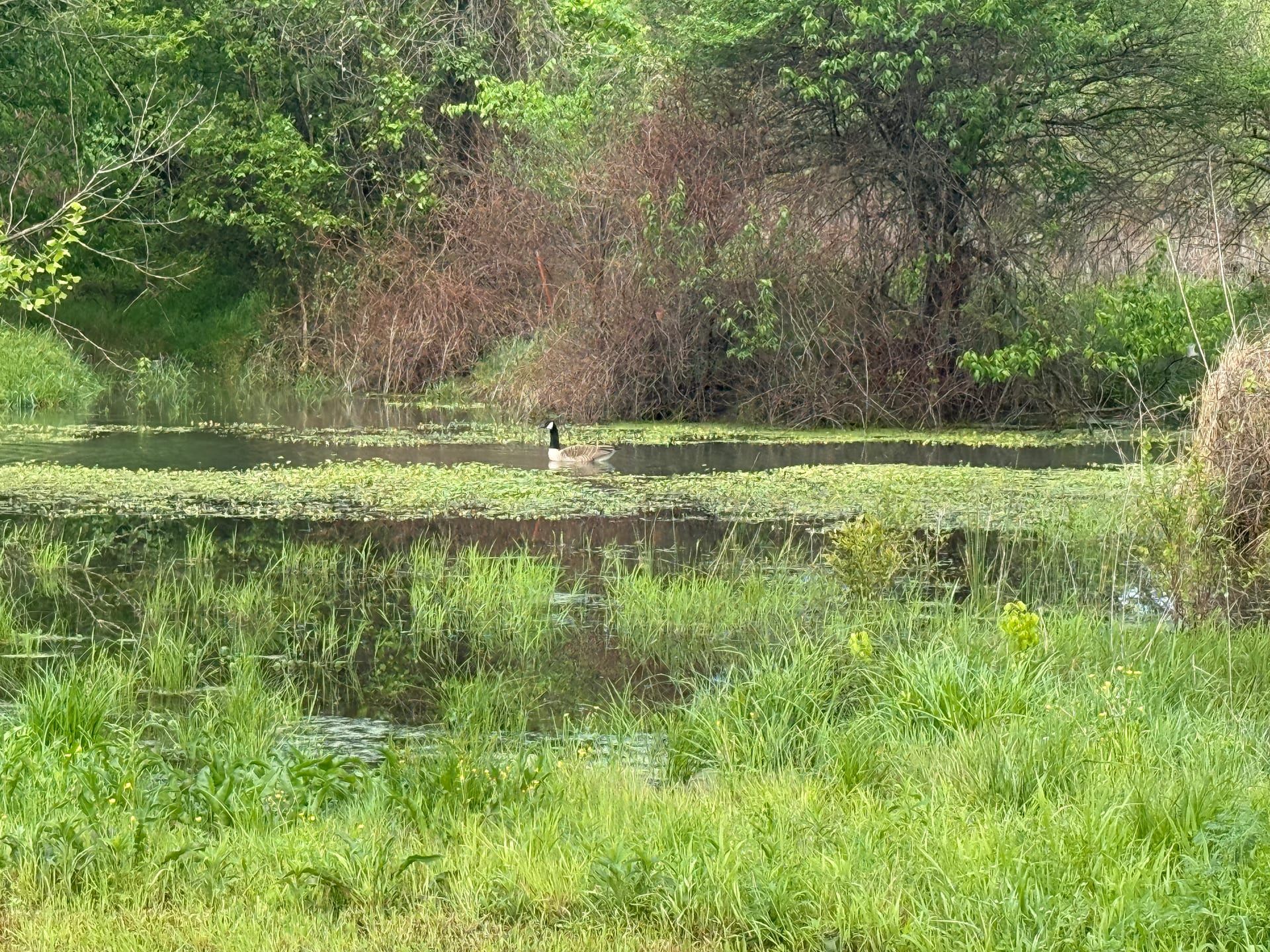 Canada goose swimming in a wetland pond