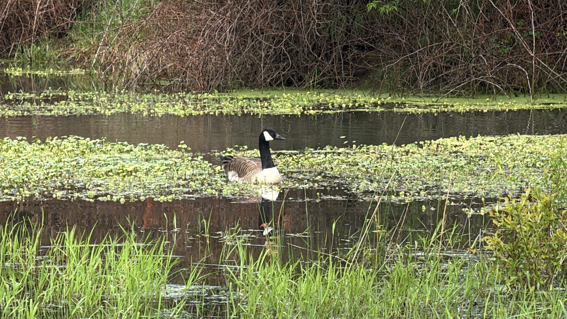 Canada goose swimming among tall green reeds