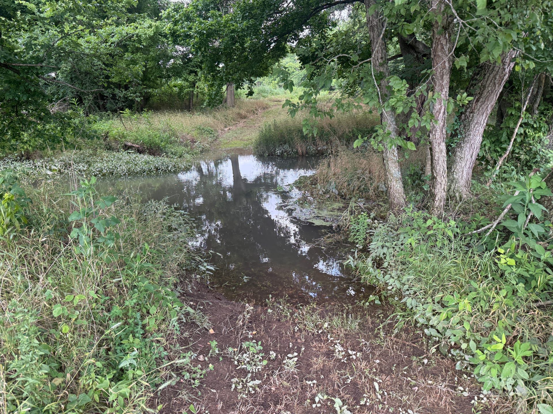 Woodland path meeting a calm spring-fed pool